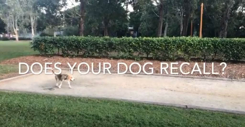 Mackay K9 Recall Training Video