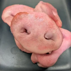 Pork Snout 1kg