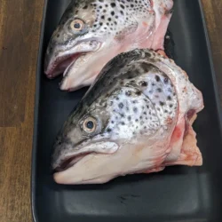 Salmon Head